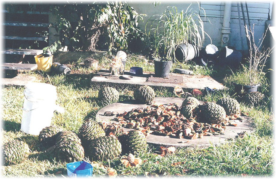 Bunya Tree