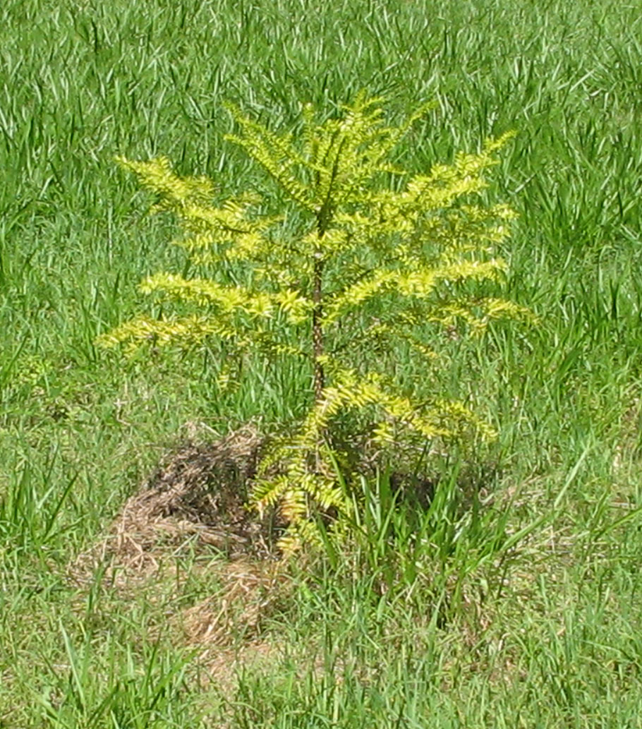 Bunya Tree