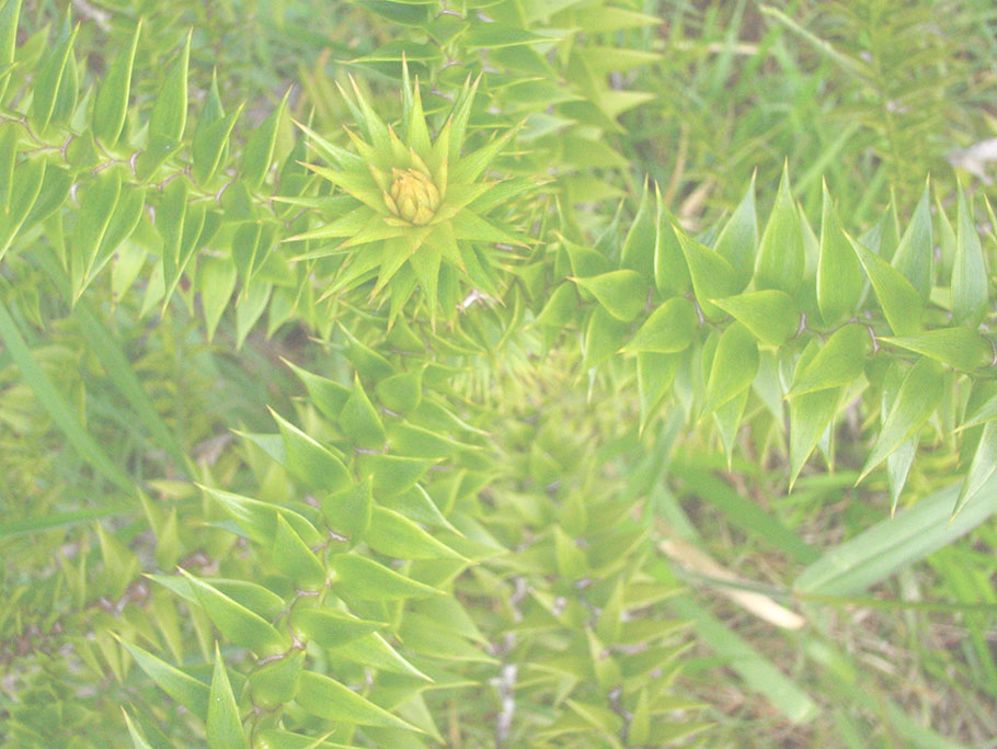 Bunya Tree